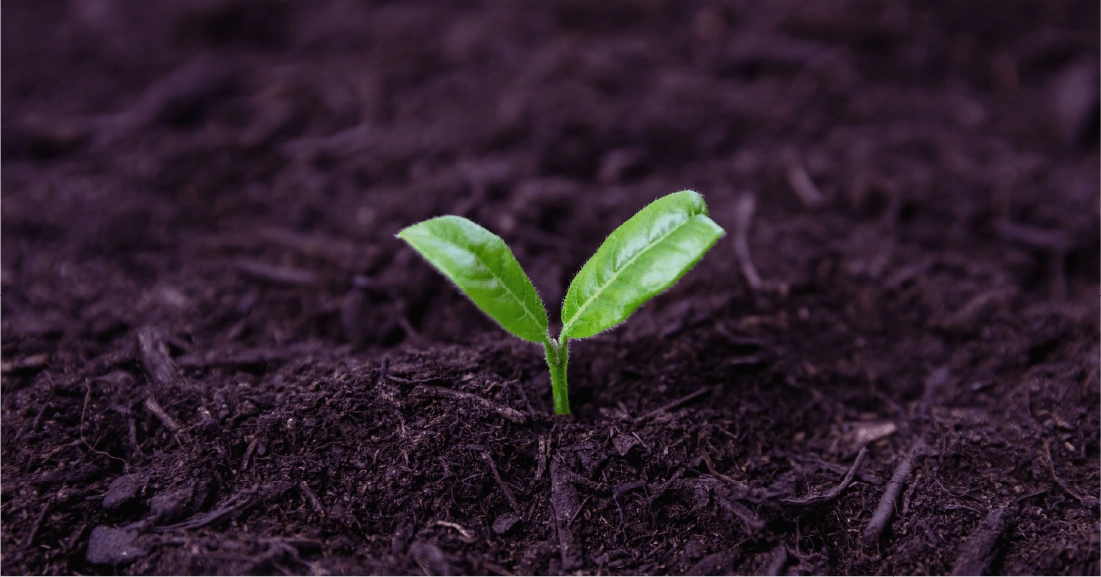 Ethical Herb Sourcing